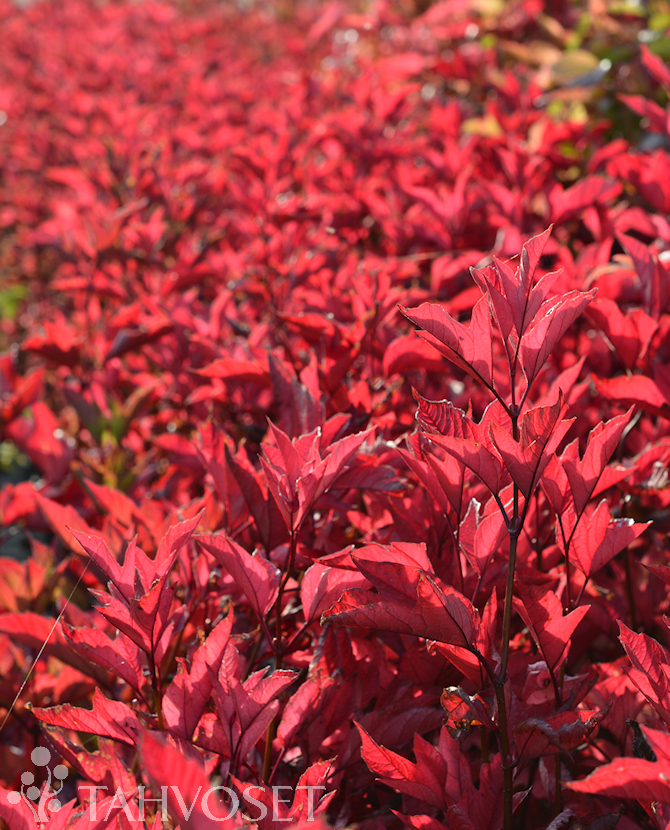 AMERIKANHEISI 'Alfredo' Viburnum op.trilobum - Image 2