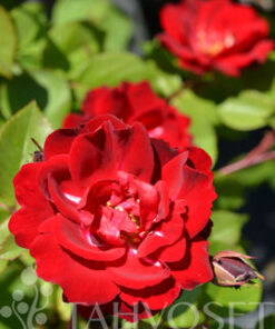 PUISTORUUSU Rosa 'Champlain'