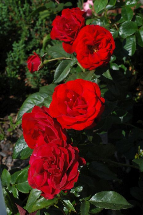 RYHMÄRUUSU Rosa 'Europeana'