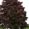 HURMEVAAHTERA 'Faassen's Black' Acer platanoides