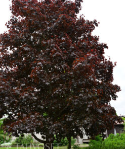 HURMEVAAHTERA 'Faassen's Black' Acer platanoides