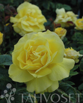 RYHMÄRUUSU Rosa 'Friesia'