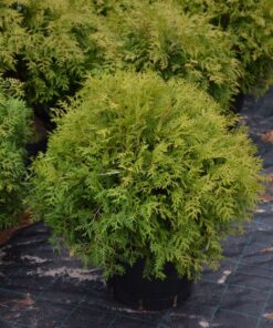 PALLOTUIJA  Thuja occidentalis 'Globosa'