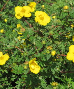 PENSASHANHIKKI 'Goldfinger' Dasiphora fruticosa