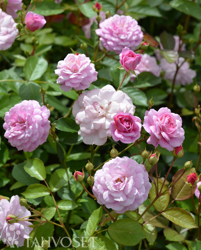 EASY ELEGANCE -ruusu Rosa 'Head Over Heels' - Image 2