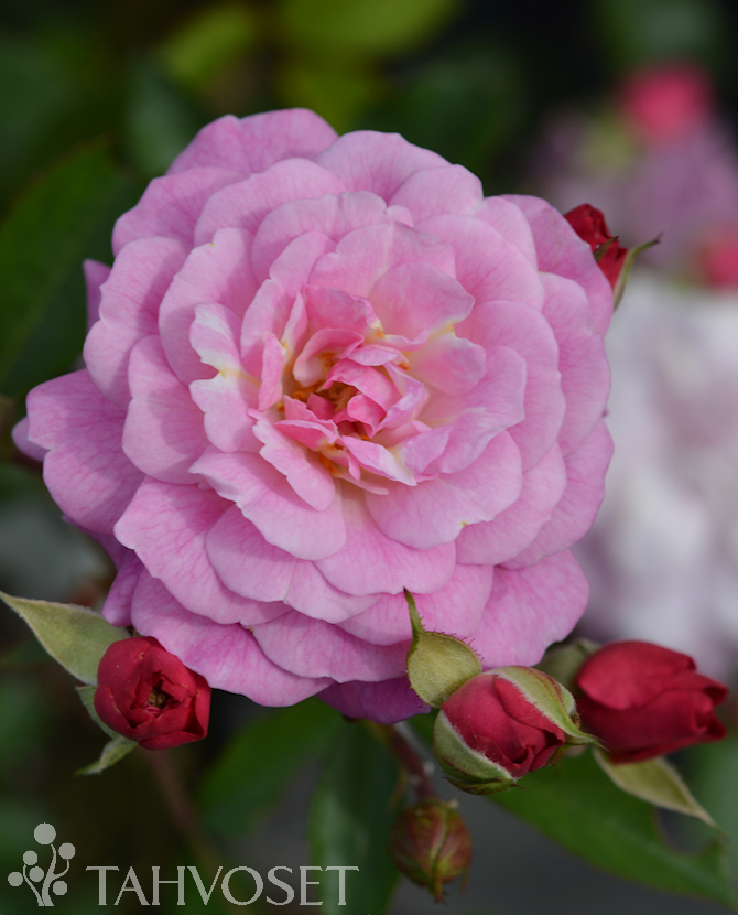 EASY ELEGANCE -ruusu Rosa 'Head Over Heels'