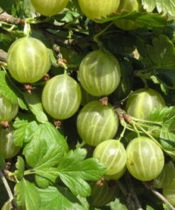 KARVIAINEN Ribes uva-crispa 'Hinnonmäen Keltainen'