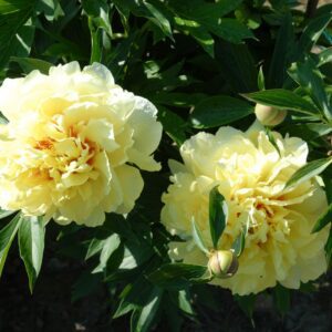 PIONI Border Charm Itoh-hybridi