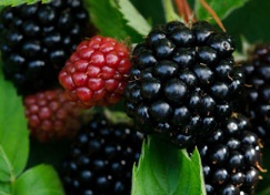 KARHUNVATUKKA 'Little Black Prince' Rubus fruticosus