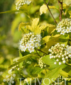 KELTAHEISIANGERVO 'Angel Gold' Physocarpus opulifolius