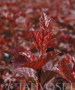 PURPPURAHEISI rungollinen 'Lady in Red' Physocarpus opulifolius