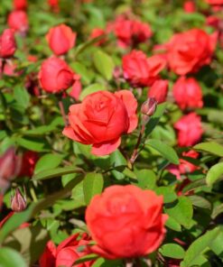 RUUSU 'Morden Fireglow' Rosa