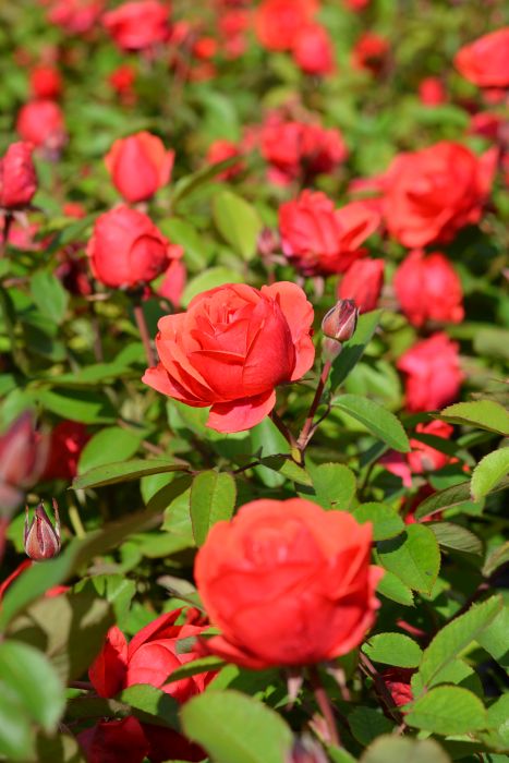 RUUSU 'Morden Fireglow' Rosa