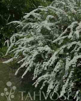 NORJANANGERVO Spiraea 'Grefsheim' - Image 2
