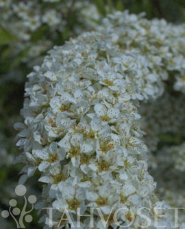 NORJANANGERVO Spiraea 'Grefsheim' - Image 3