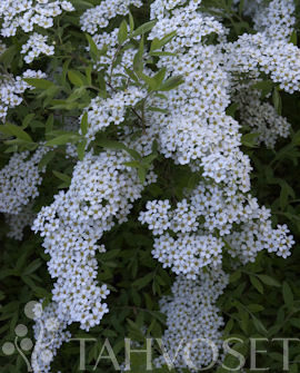 NORJANANGERVO Spiraea 'Grefsheim'