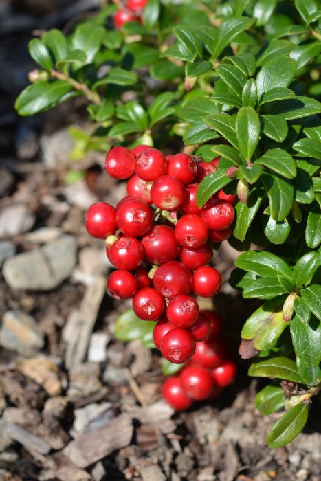 PUOLUKKA Vaccinium vitis-idaea 'Otson Karkki'