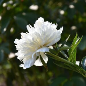Tarhapioni Alba plena