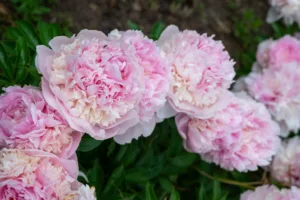 Kiinanpioni Angel Cheeks