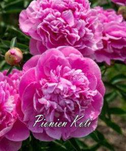 Kiinanpioni Dr. Alexander Fleming