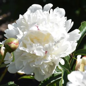 Kiinanpioni Festiva Maxima