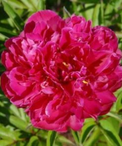 Kiinanpioni Karl Rosenfield