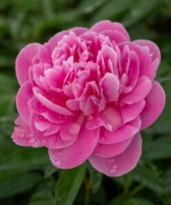 Kiinanpioni Margaret Truman