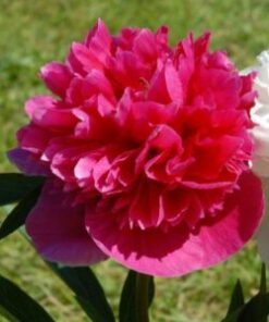 Tarhapioni Rosea plena