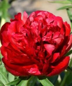 Tarhapioni Rubra plena