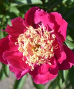 Kiinanpioni Ursun Niemcewicz