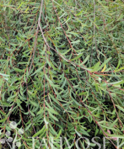 RIIPPAPUNAPAJU Salix purpurea 'Pendula'