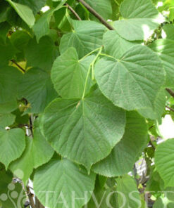 SIIVOSENLEHMUS Tilia x vulgaris 'Siivonen'
