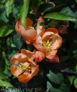 JAPANINRUUSUKVITTENI 'Sirius' Chaenomeles japonica