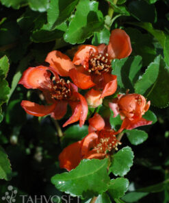 JAPANINRUUSUKVITTENI 'Venus' Chaenomeles japonica