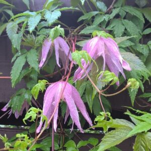ALPPIKÄRHÖ 'Columella' Clematis alpina