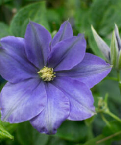 LOISTOKÄRHÖ 'Fujimusume' Clematis