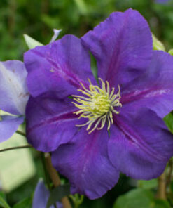 LOISTOKÄRHÖ 'General Sikorski' Clematis