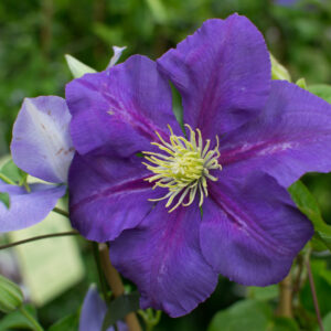 LOISTOKÄRHÖ 'General Sikorski' Clematis