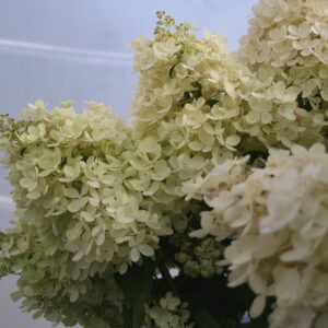 SYYSHORTENSIA rungollinen Hydrangea paniculata 'Grandiflora'