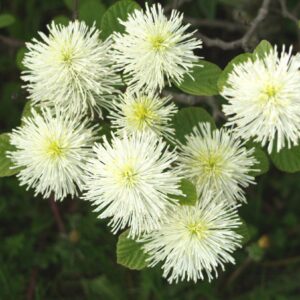 HÖYHENPENSAS Fothergilla major