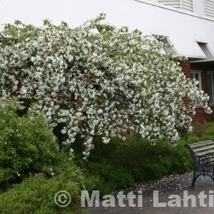RAUTATIENOMENAPUU Malus 'Hyvingiensis'