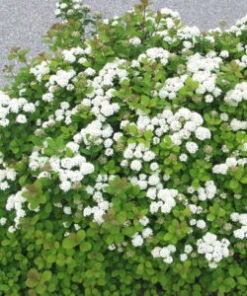 KOIVUANGERVO Spiraea betulifolia