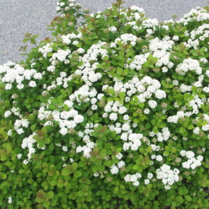 KOIVUANGERVO Spiraea betulifolia