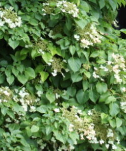 KÖYNNÖSHORTENSIA Hydrangea petiolaris