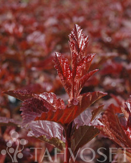 PURPPURAHEISIANGERVO 'Lady in Red' Physocarpus opulifolius