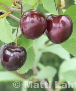 MAKEAKIRSIKKA 'Leningradin Musta' Prunus avium