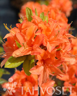REVONTULIATSALEA 'Mandarin Lights' Rhododendron