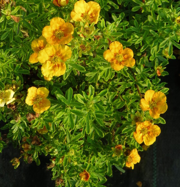 PENSASHANHIKKI 'Mango Tango' Dasiphora fruticosa