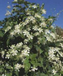 MANTSURIANKÄRHÖ Clematis mandschurica