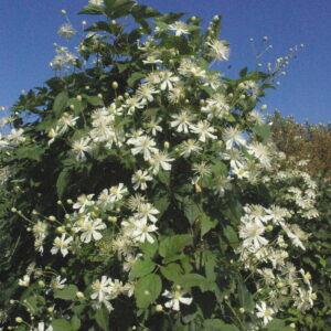 MANTSURIANKÄRHÖ Clematis mandschurica
